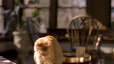 Curious Cat playing on table Stock Footage 124993672