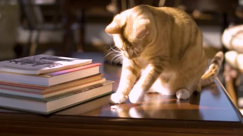 Curious Cat playing on table Stock Footage 124993770