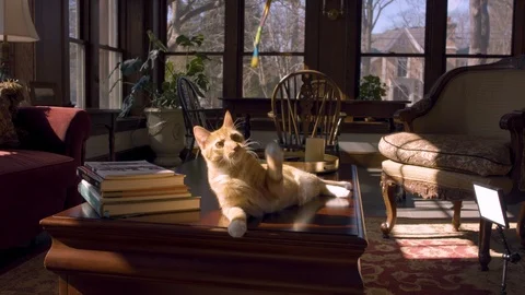 Curious Cat playing on table Video stock 124993905