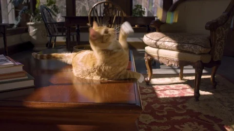Curious Cat playing on table Stock Footage 124993908