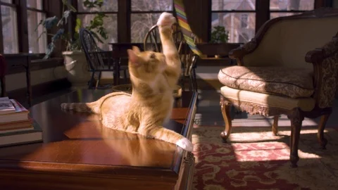 Curious Cat playing on table Video stock 124993946