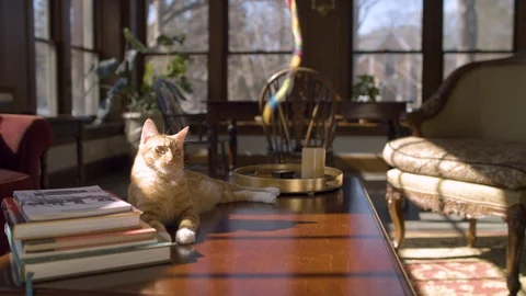 Curious Cat playing on table Stock Footage 124994072