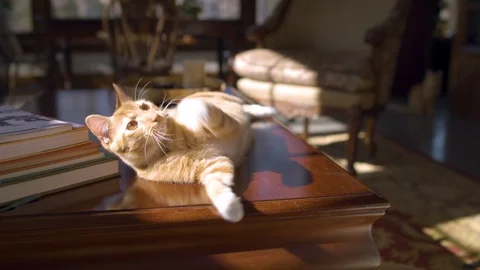 Curious Cat playing on table Video stock 124994088