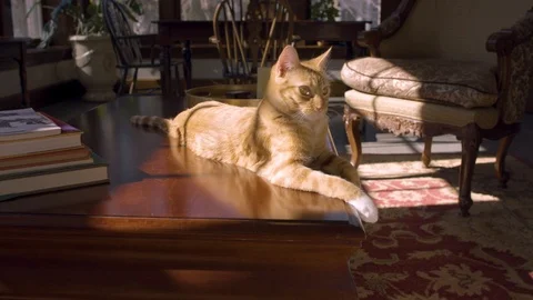 Curious Cat playing on table Stock Footage 124994094