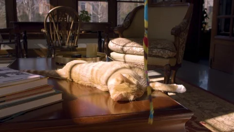 Curious Cat playing on table with string Stock Footage 124993888