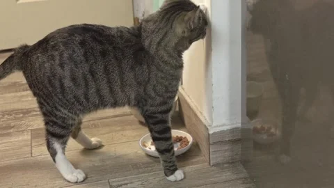 Curious Cat Refusing to Eat and Pawing Around Plate Stock Footage 336542065