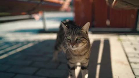 Curious Cat Relaxing in Green Park Stock Footage 340501480