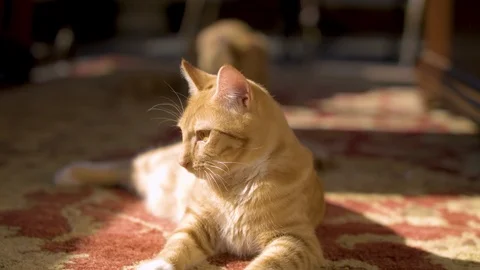 Curious Cat resting on floor. Stock Footage 124993519
