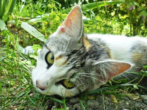 Curious cat resting in the grass Foto stock