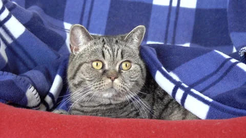 Curious cat resting under blanket at home. Stock Footage 159540753