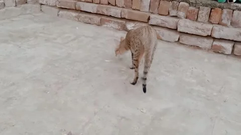 Curious Cat Searching for Something on the Ground Vídeos de archivo 347758651