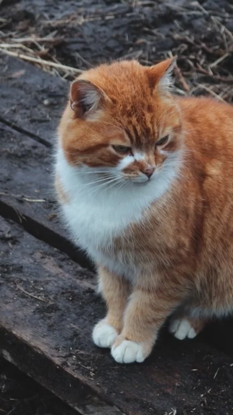 A curious cat sits atop a rustic wooden bench, with its vibrant orange and .. Stock Footage 344158152