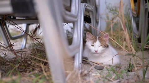 Curious cat sits on the sand between stacked chairs in the backyard Stock Footage 312522070
