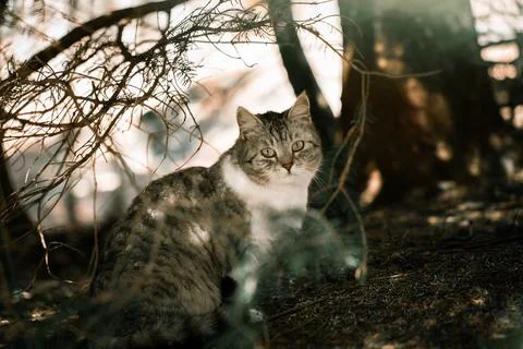 A curious cat sits under a tree, gazing at the camera Stock Photos