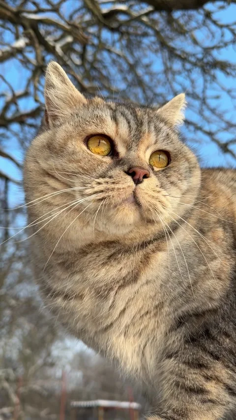 Curious cat sitting on fence, vertical video. Video stock 326811982