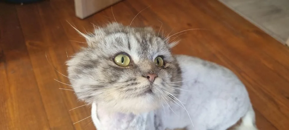 Curious Cat Sitting on Floor Stock-Fotos