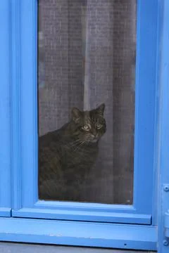A Curious Cat Sitting Gracefully Behind a Beautiful Blue Window Brimming wi.. Stock Photos