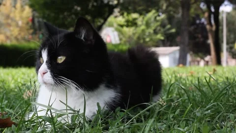 Curious cat sitting on grass and watching carefully what is happening there. 스톡 동영상 160969550
