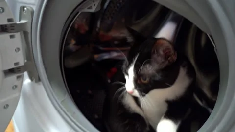 Curious cat sitting inside washing machine drum, funny domestic pet exploring  Video stock 321006017