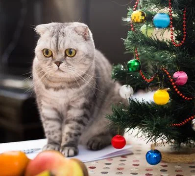 Curious cat sitting on table next to small christmas tree Stock Photos