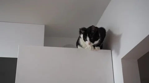 Curious cat sitting on top of refrigerator, exploring high places at home Stock Footage 326002904