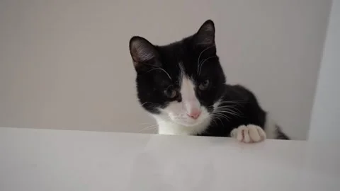 Curious cat sitting on top of refrigerator, exploring high places at home Stock Footage 326002913
