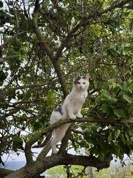 Curious Cat Sitting on Tree Branch Stock Photos