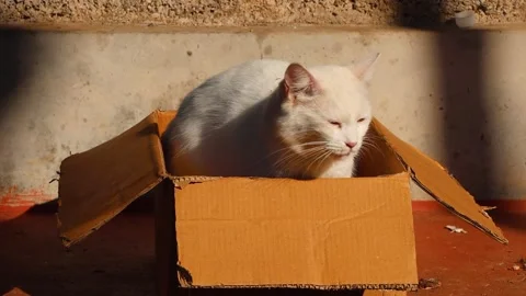 Curious Cat Sniffing and Sitting Inside Cardboard Box Stock Footage 332155399