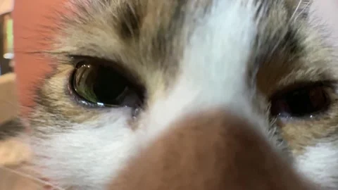 Curious Cat Sniffing Camera in Macro Close Up Stock Footage 315991855