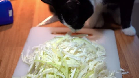 Curious cat sniffing chopped cabbage on table Video stock 319935341