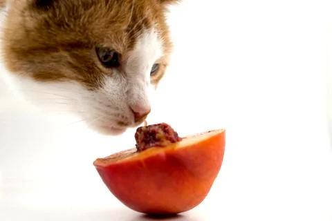 Curious Cat Sniffing Nectarine Stock Photos