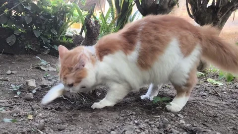 Curious cat sniffs dirt near a tree trunk Stock Footage 341997683