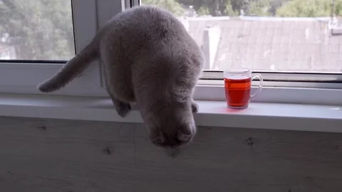 Curious Cat Sniffs Floor, Jumps Down from Window Stock-Footage 317561411