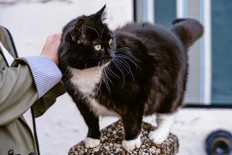 Curious Cat Standing Confidently While Being Petted Outdoor Stock Photos