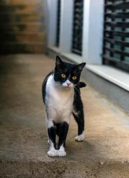 Curious cat standing Stock Photos