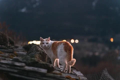 Curious cat standing on a rustic rooftop at dusk Stock Photos