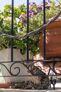 Curious cat staring at the camera, summer vacation on Samothrace or Samothr.. Stock Photos