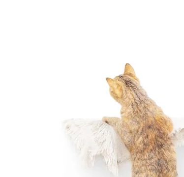 Curious cat staring at something on a white wall, copy-space. Foto stock