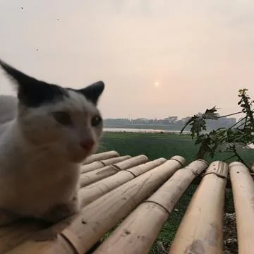 Curious cat statue resting on bamboo fence overlooking serene rural landscape Stock Photos