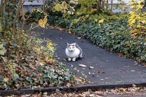 Curious Cat Strolling Down a Park Path Photos