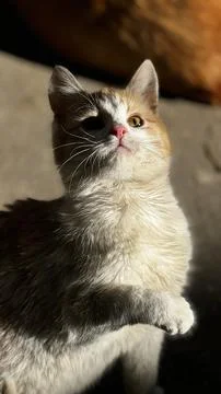 A curious cat in the sunlight exploring its surroundings in a cozy indoor s.. Stock Photos