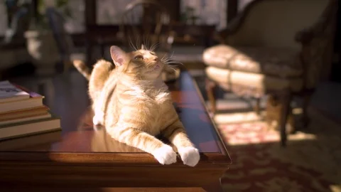 Curious Cat on table Stock Footage 124993752