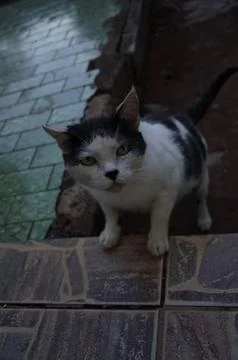 Curious cat in a tiled space. Stock Photos