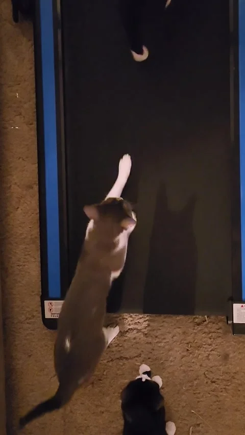 Curious Cat Tries the Treadmill, Dothan, Alabama, USA - 13 Jan 2026 Stock Footage 326796662