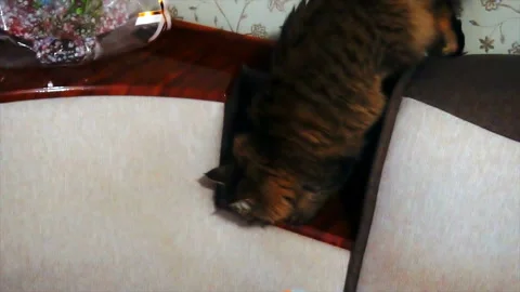Curious cat trying to get into the compartment in the couch Stock Footage 85576881
