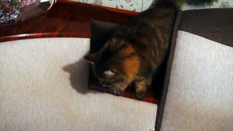 Curious cat trying to get into the compartment in the couch Stock Footage 85577686