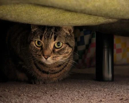 Curious Cat Under the Bed Stock Photos
