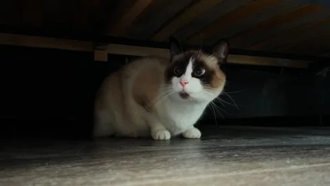 Curious cat under couch. Playing with domestic cat concept. Siamese cat Stock Footage 302058623