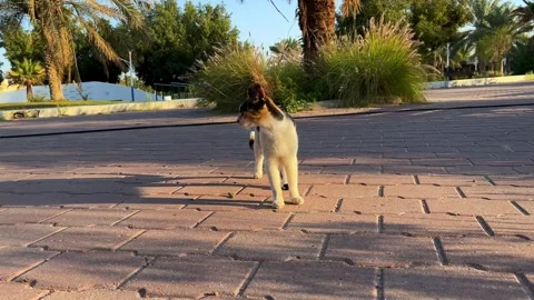 Curious Cat in a Vibrant Park Setting 4K Stock-Footage 303632982