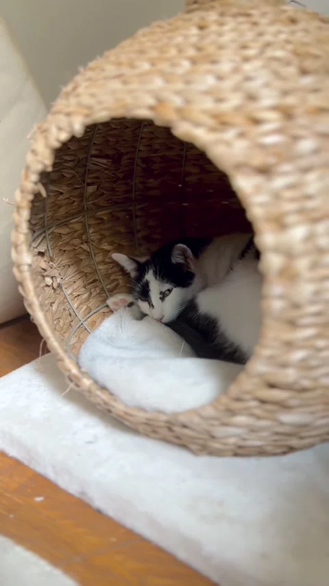 A curious cat waking up in a basket Stock Footage 276357836
